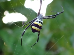 Argiope caledonia