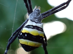 Argiope caledonia