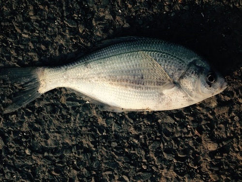 Phanerodon furcatus