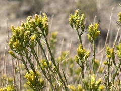Chrysothamnus greenei