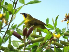 Geothlypis aequinoctialis