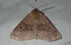 Crocallis dardoinaria