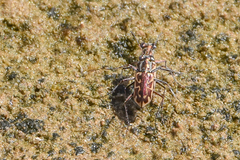 Ellipsoptera cuprascens