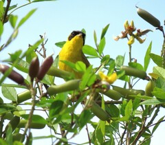 Geothlypis aequinoctialis