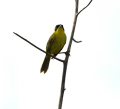 Geothlypis aequinoctialis