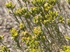 Chrysothamnus greenei
