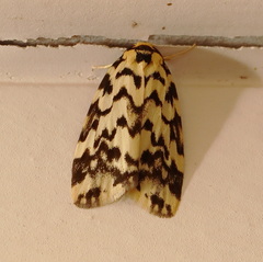 Goniosema anguliscripta