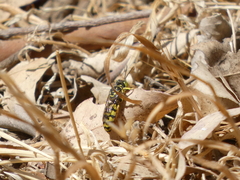 Steniolia scolopacea