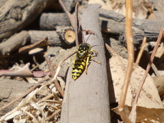 Steniolia scolopacea
