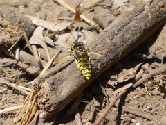 Steniolia scolopacea