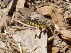 Steniolia scolopacea