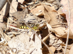 Steniolia scolopacea