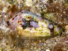 Conus varius