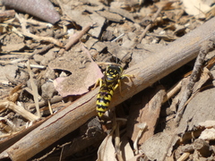 Steniolia scolopacea