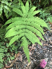 Pteris setulosocostulata