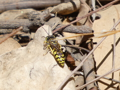 Steniolia scolopacea