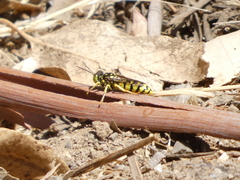 Steniolia scolopacea