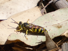 Steniolia scolopacea