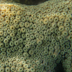 Cyphastrea serailia