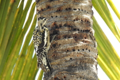 Sphyrapicus varius