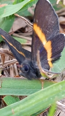 Parcella amarynthina