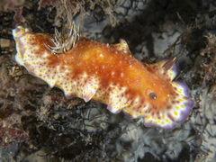 Goniobranchus collingwoodi