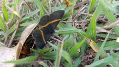 Parcella amarynthina