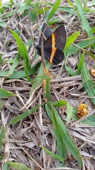 Parcella amarynthina