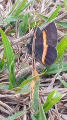 Parcella amarynthina