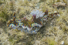 Miamira flavicostata