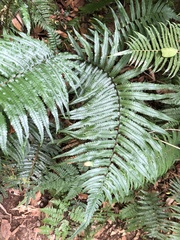 Dryopteris namegatae