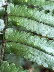 Dryopteris namegatae