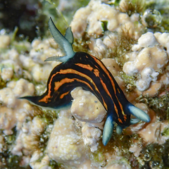 Roboastra gracilis