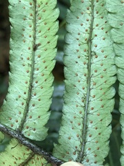 Dryopteris namegatae