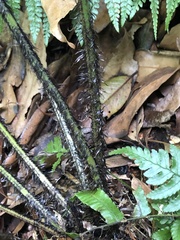 Dryopteris namegatae