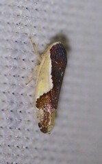 Norvellina pulchella
