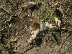 Colchicum melanthioides