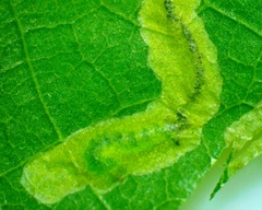 Stigmella saginella