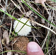 Lycoperdon pulcherrimum