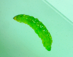Stigmella saginella