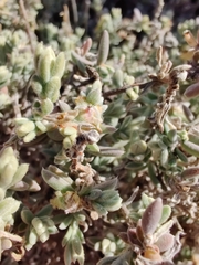 Maireana platycarpa