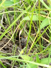 Dugesiella anitahoffmannae