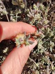 Maireana platycarpa