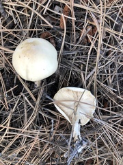 Zhuliangomyces