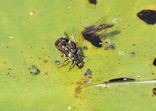 water-lily sweat bee photographed in New Hampshire