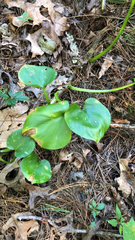 Calla palustris