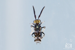 Ceraptroceroideus