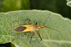 Zelus laticornis