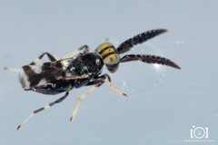 Ceraptroceroideus
