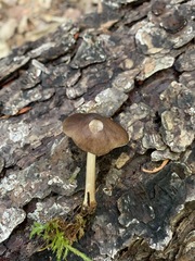 Pluteus eos